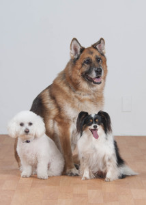 Cookie, Sampson, and Tommy